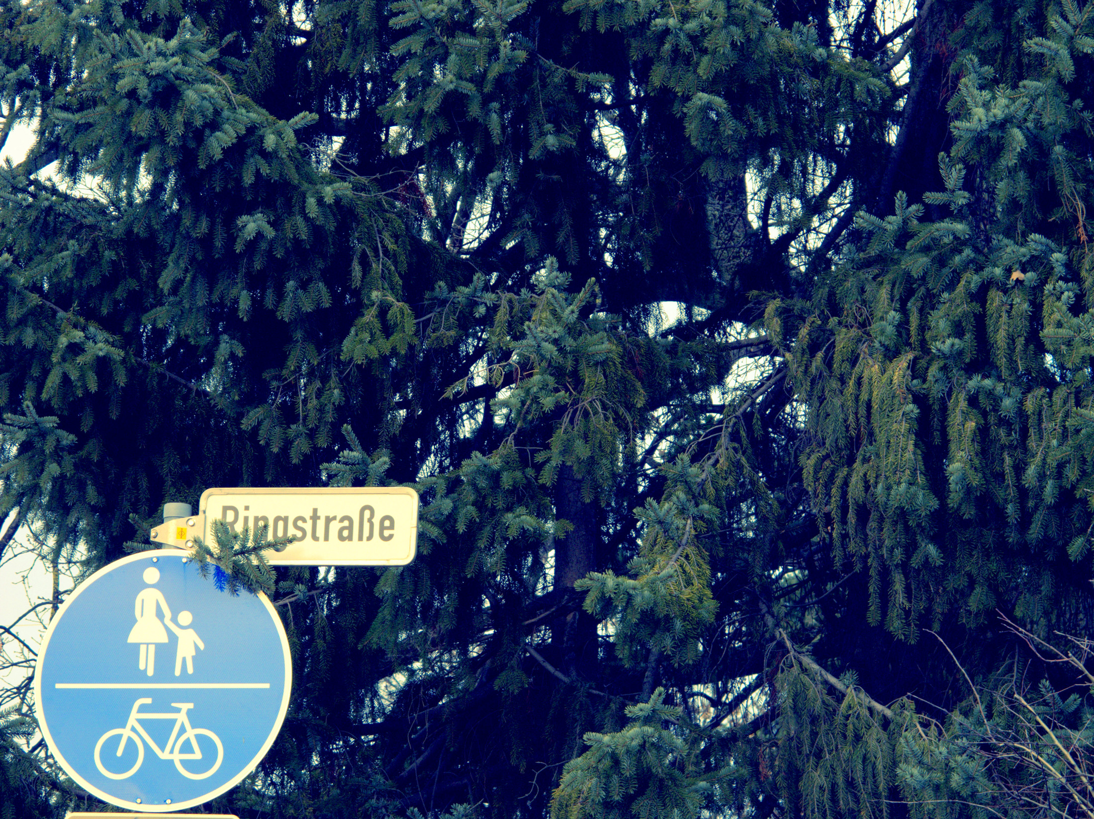 Straßenschild 'Ringstraße' und ein Fußgänger-Schild vor einem großen Nadelbaum